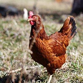 Rhode Island Red